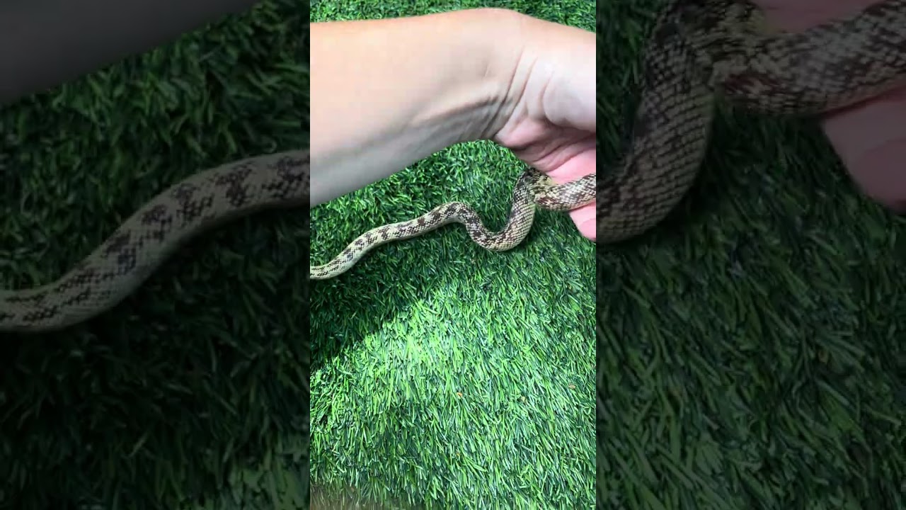 My California king snake George 