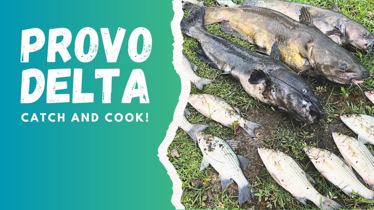 HOT FISHING: Provo River Delta, Utah Lake