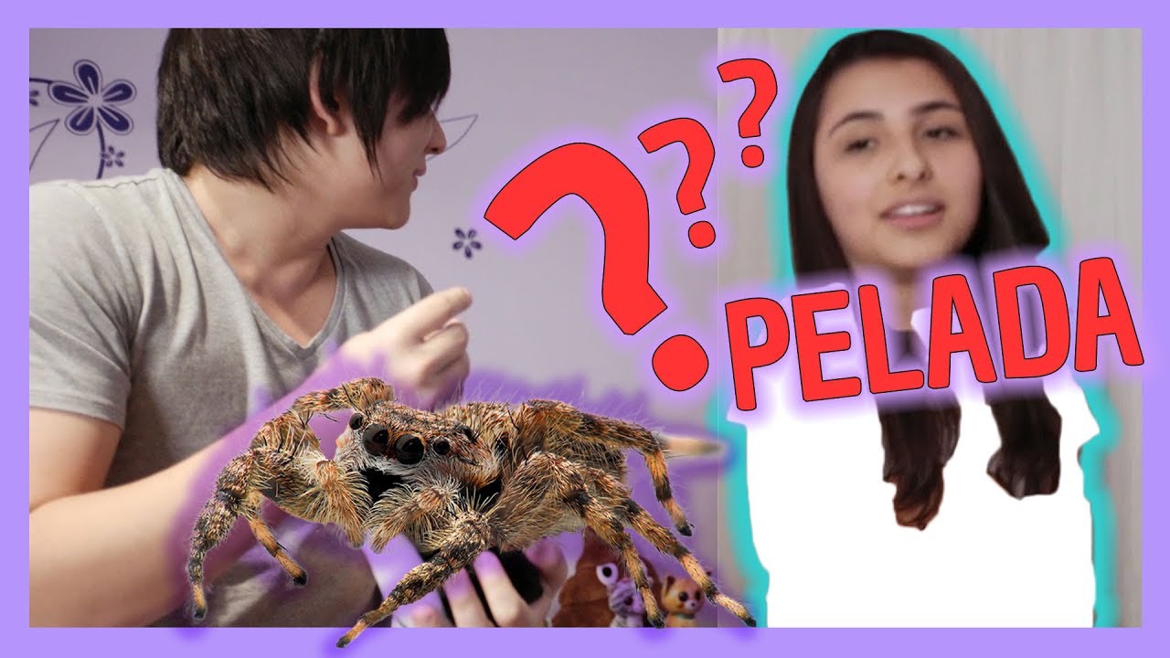 HIPNOSE : ARANHA HIPNÓTICA !