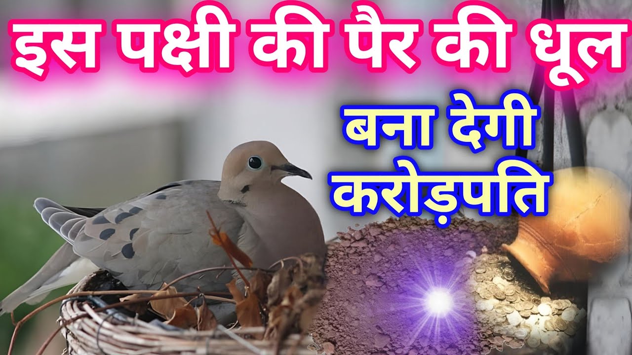 इस पक्षी की पैर की धूल बना देती है करोड़पति किस्मत वालो के घर मेही आते है ऐसे पक्षी और मिट्टी #birds