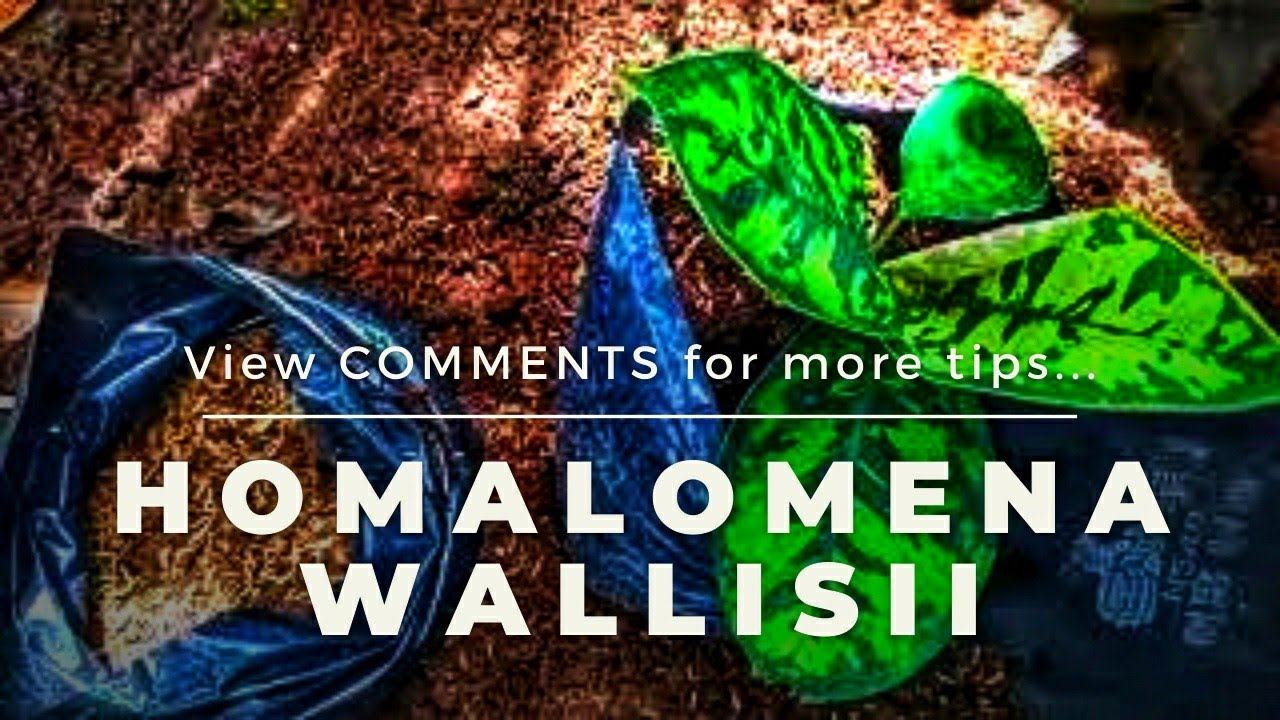 Homalomena Wallisii Camouflage / How To Propagate Homalomena Plant