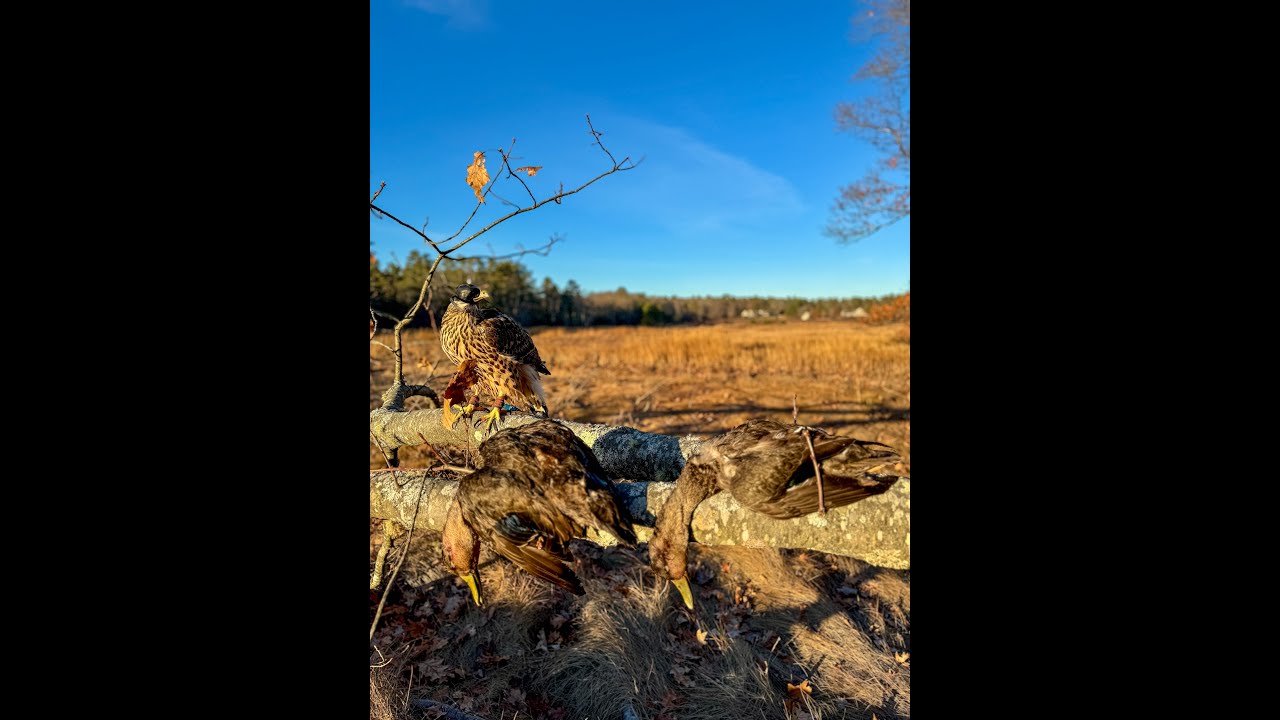 Asja, Finnish Goshawk | Double Black Ducks |  Nov 20, 2025