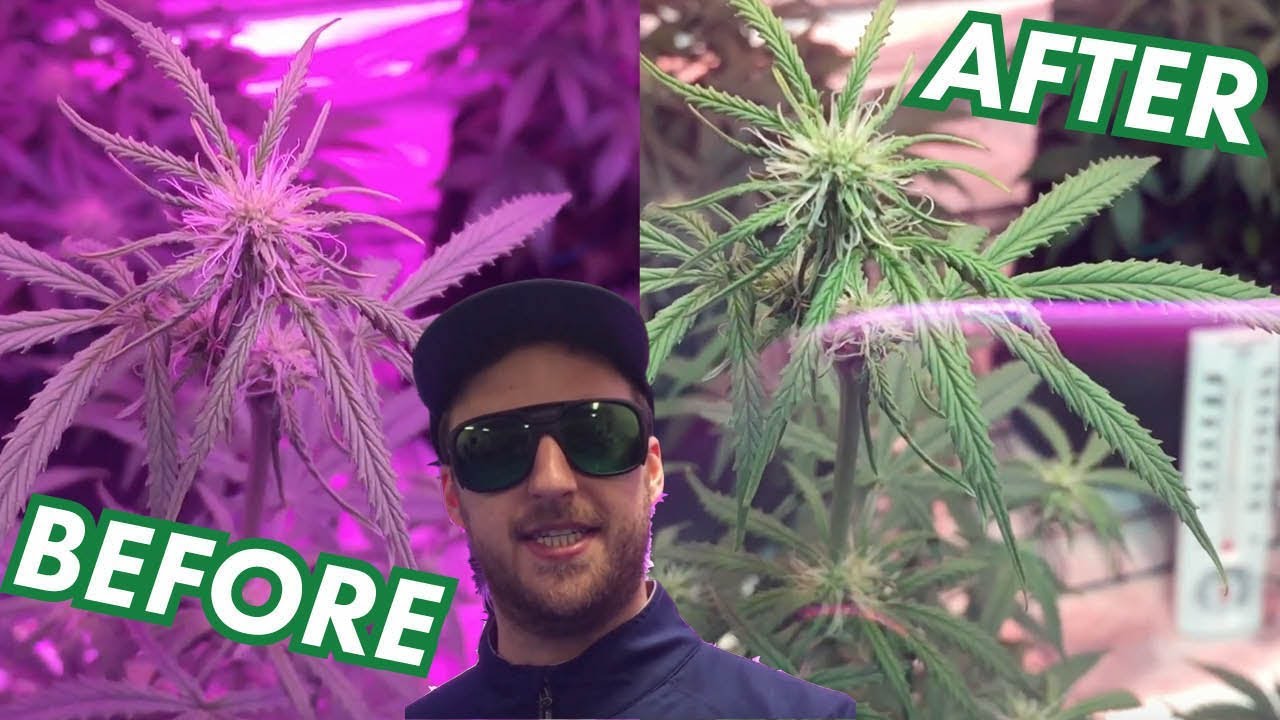 LED Grow Room Glasses by MarsHydro | Protect your Eyes from Powerful Grow Lights