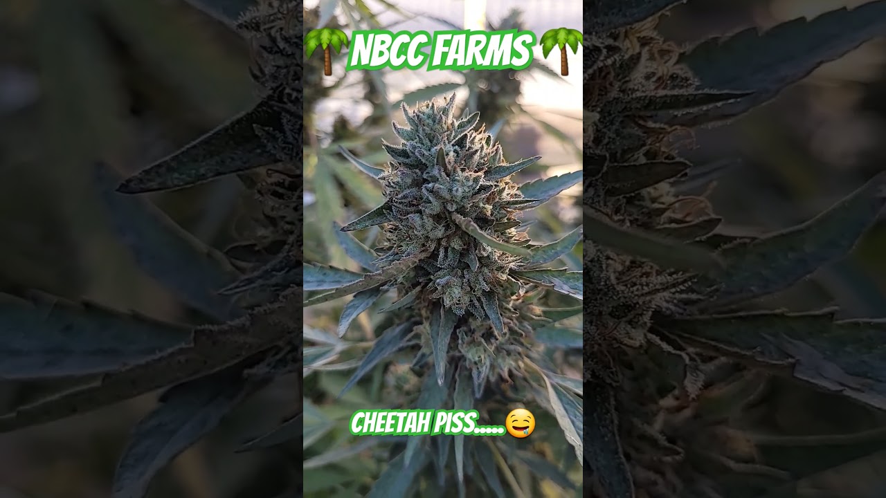 cheetah piss strain. #garden #cannabisstrains #organic #asmr #shorts #new
