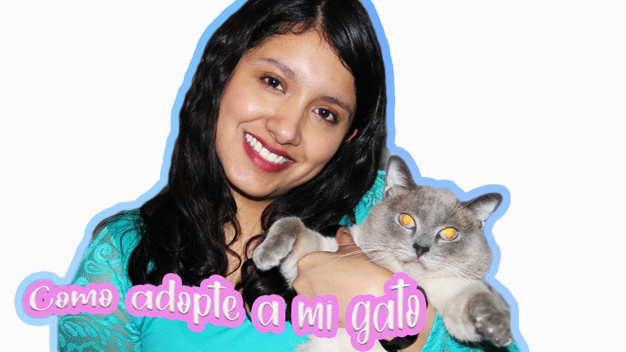ADOPTE UN GATO ADULTO😺 || ¿En dónde? ¿Cuáles son los requisitos?