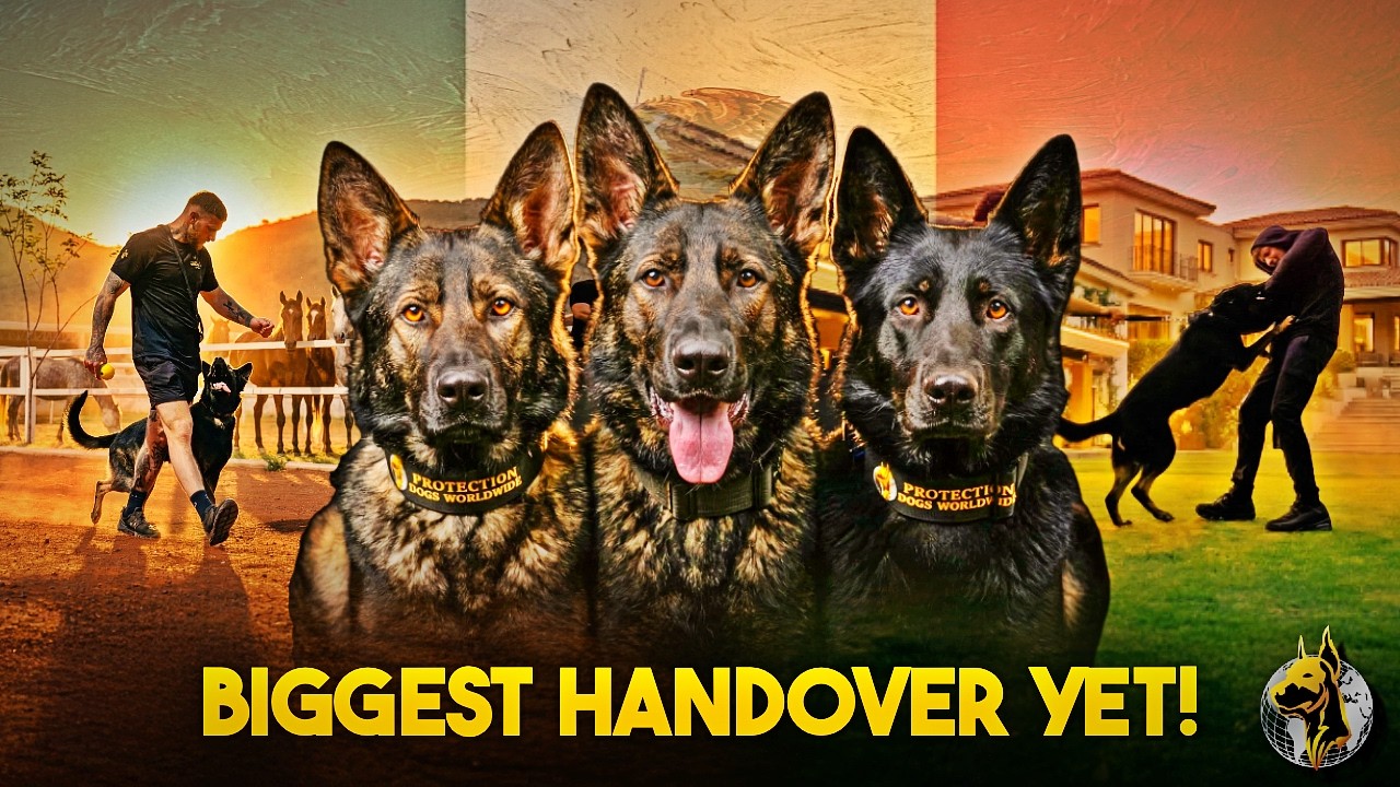Our BIGGEST Handover Yet?! 3 Protection Dogs Delivered to MEXICO! 🇲🇽