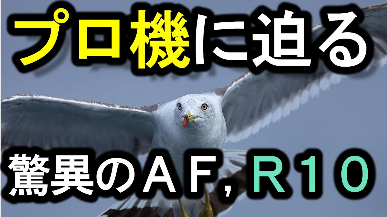 プロ機に迫る、驚異のAF。EOS R10