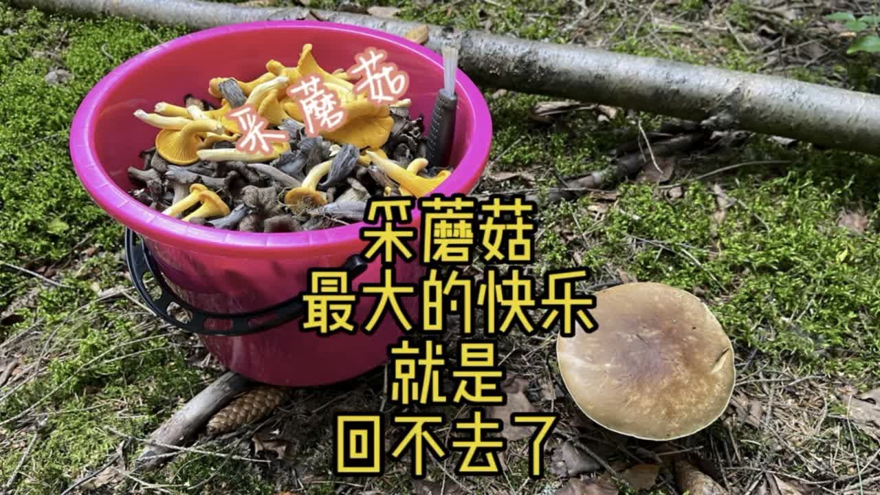 采蘑菇瘾一般啥时候发作？一般在看到别人采到一堆的时候！