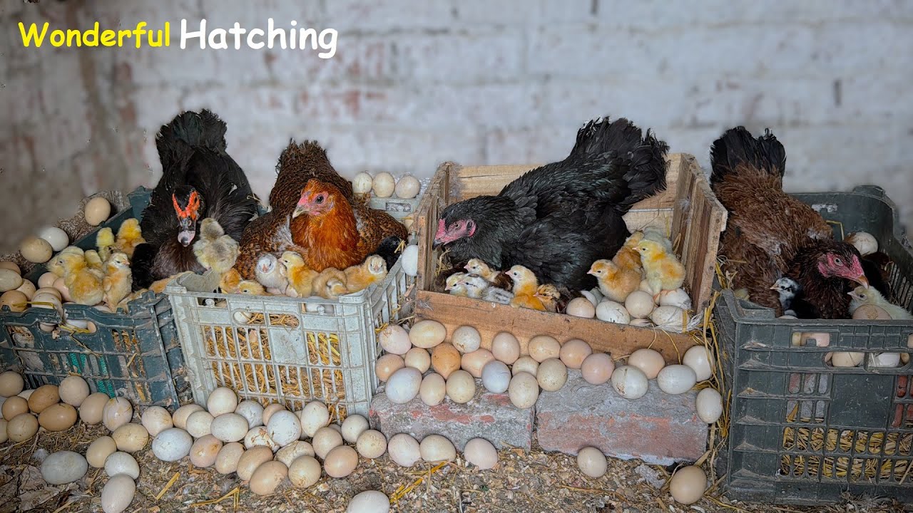 3 Indian Aseel & Duck Harvested Many EGGS To Baby chicks