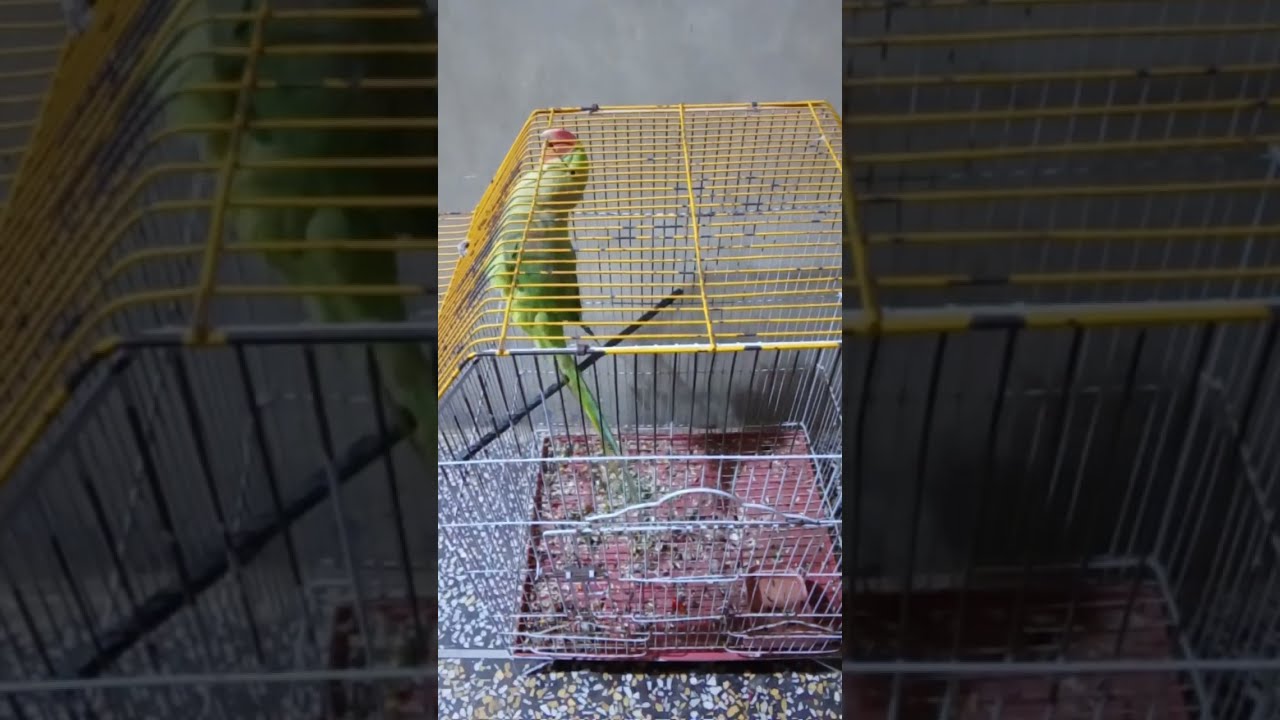 IKRAM DYU DAILY VLOGS is live! Parrot 🦜
