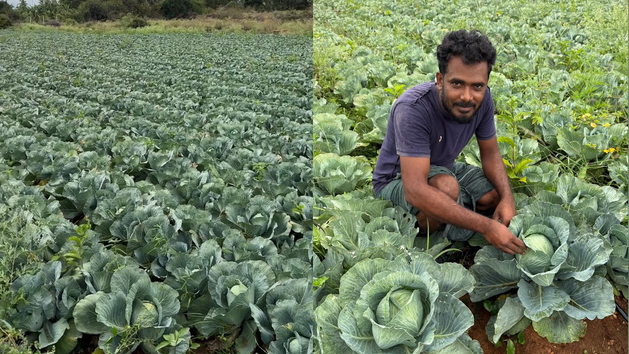 Cabbage farming by Malayalis in Karnataka #farming #agriculture