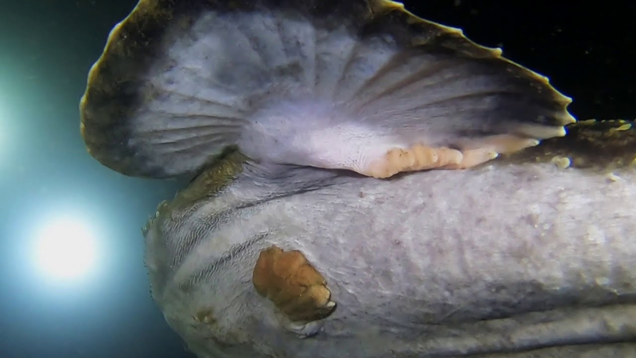 Anglerfish