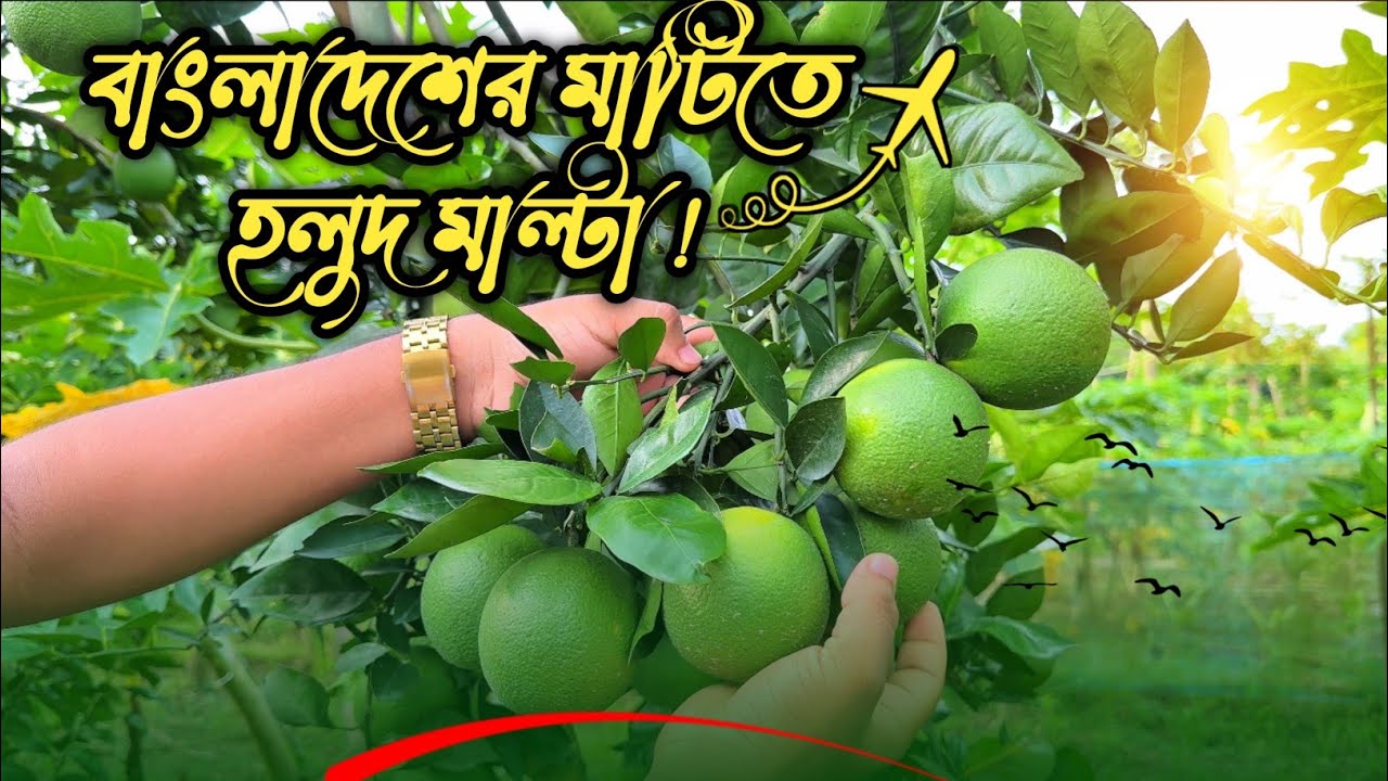 সাউথ আফ্রিকান হলুদ মাল্টা চাষে বাণিজ্যিক সফলতা মিলেছে চুয়াডাঙ্গায় | African Yellow  Malta 1 and 2.