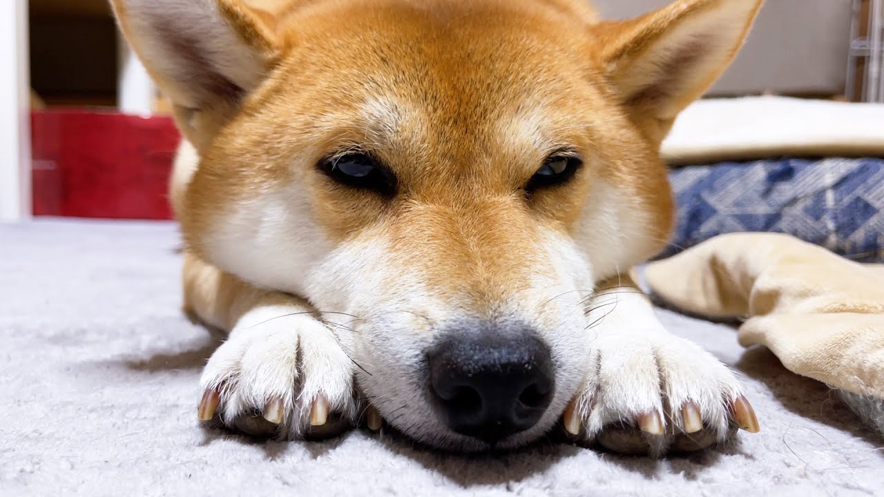 猫達が高い場所で遊ぶと寂しそうにする柴犬♥