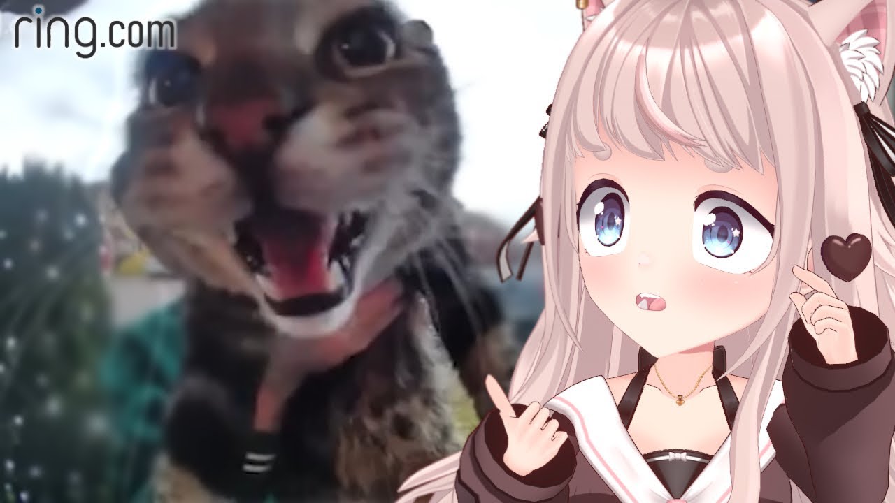 Эй, можно войти? | VTuber Fuwa реагирует на кучу ПОДБОРКИ МЕМОВ С КОШКАМИ