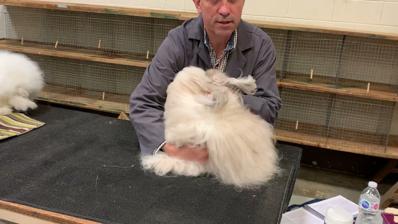2021 ARBA Komoka Show Specialty, English Angora