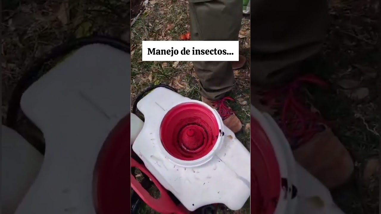 Insecticida casero de neem, funciona mejor que lo que crees