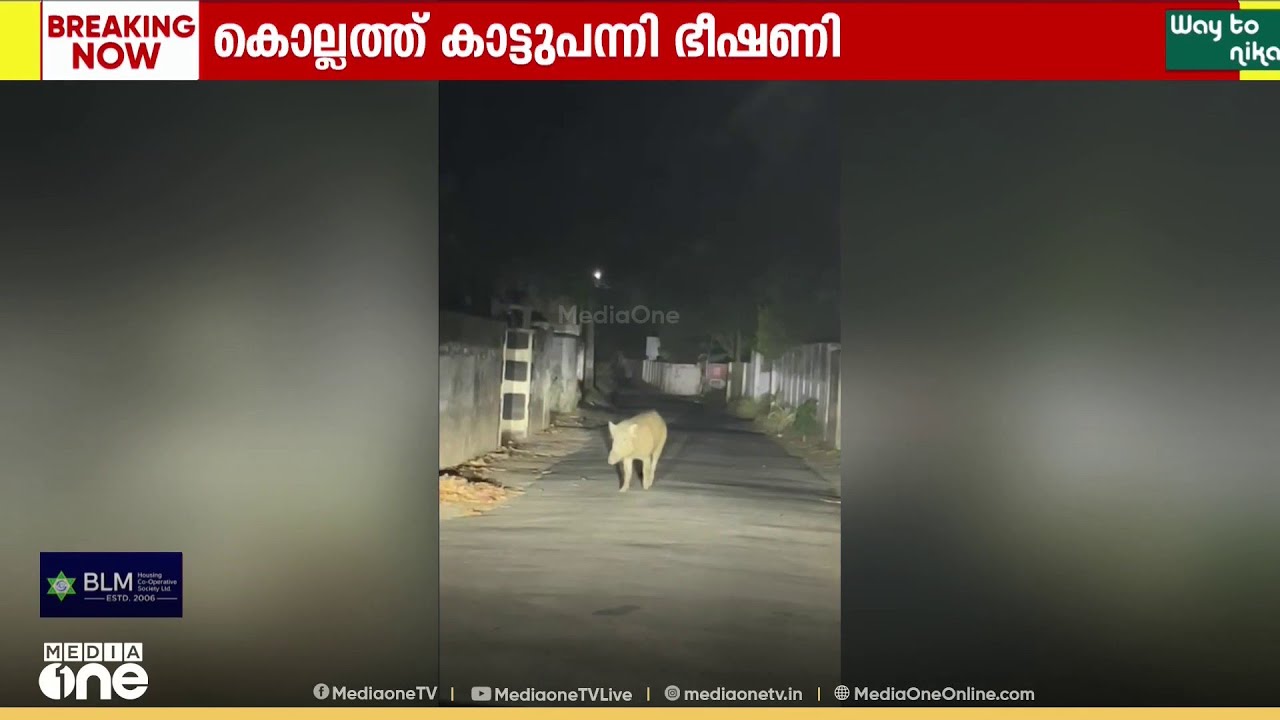 കാട്ടുപന്നി ഭീഷണി ; കാൽനട യാത്രക്കാരും ഇരുചക്ര വാഹന യാത്രികരും ഭീതിയിൽ