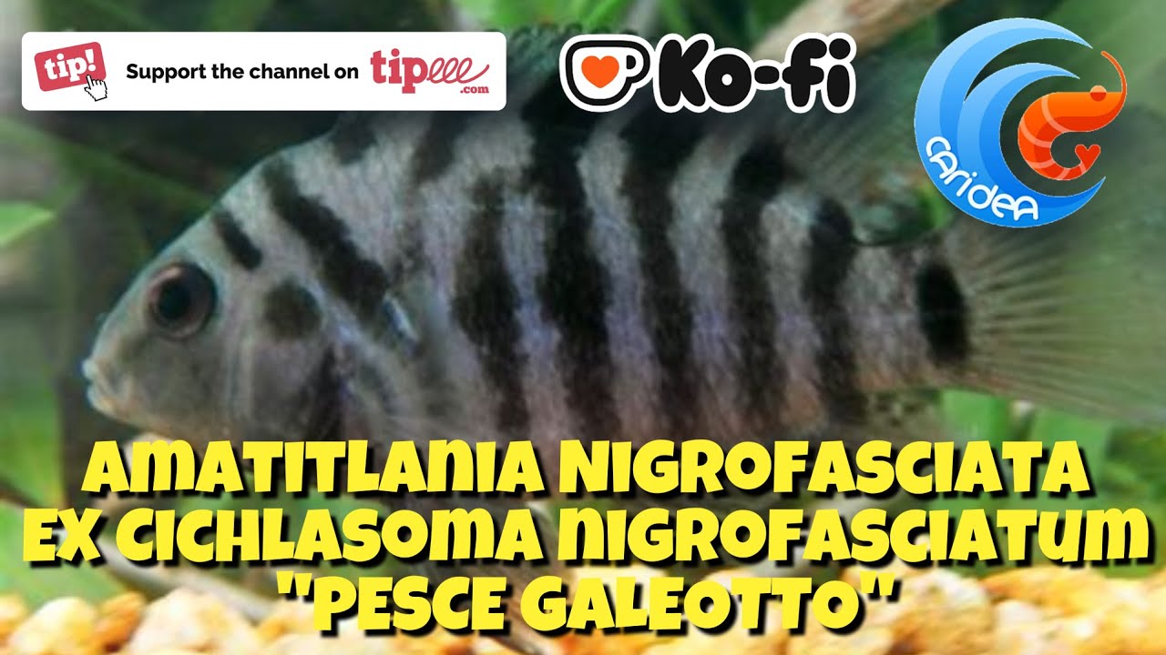 AMATITLANIA NIGROFASCIATA - EX CICHLASOMA NIGROFASCIATUM
