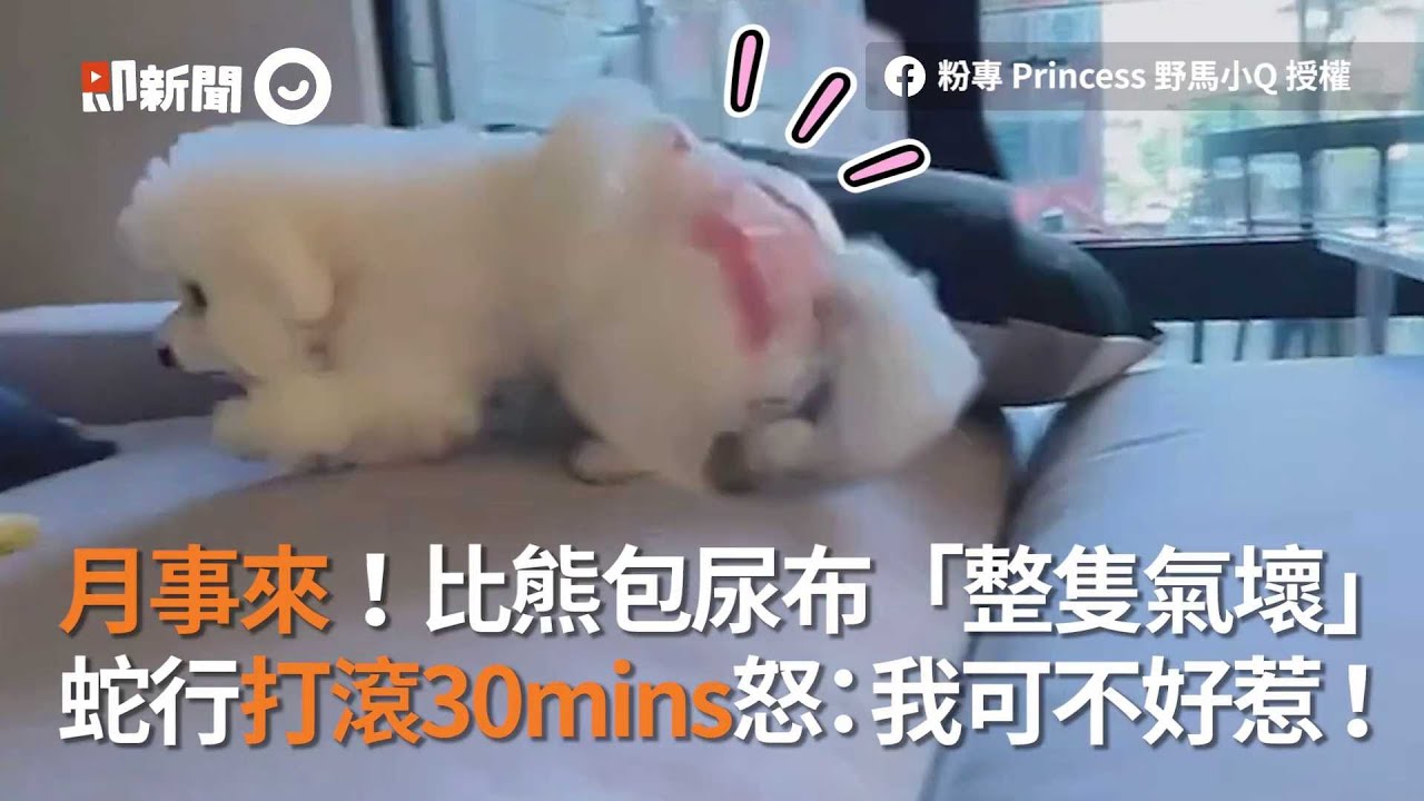 比熊犬月事來包尿布整隻氣壞 蛇行打滾半小時怒：我可不好惹｜寵物｜狗