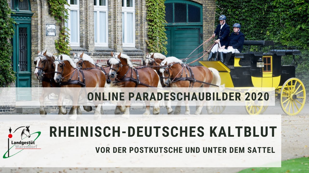 Thementag 1: Rheinisch-Deutsches Kaltblut vor der Postkutsche und unter dem Sattel