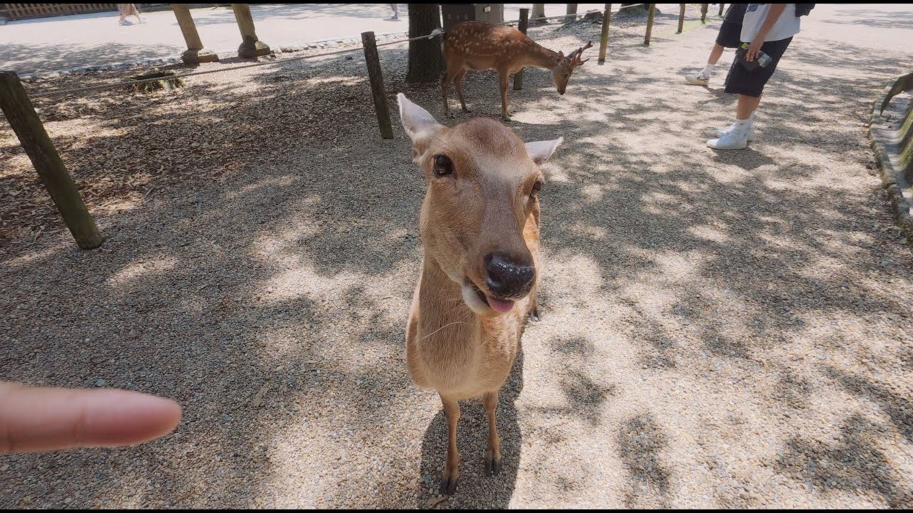 We got mobbed by Deer in Nara lol (Kansai Trip 3/5)