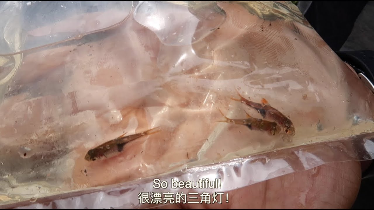 Malaysia's wild Rasbora Harlequin! 馬來西亞野外的三角灯！