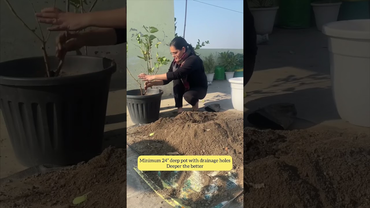 Top 3 fruit plants to be grown in pots