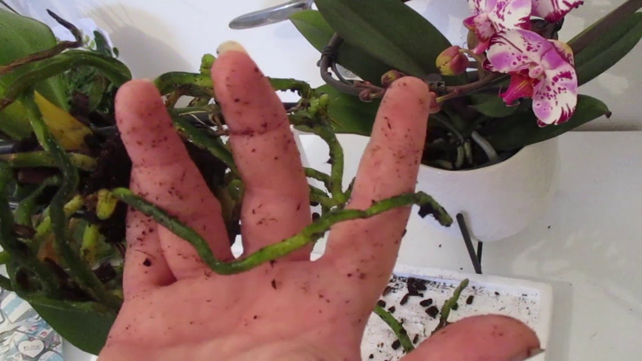 Orchidées; mon test pour ne plus les tuer ;) hydroculture,