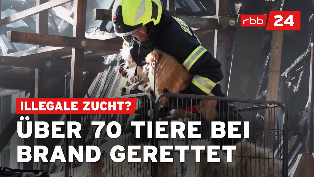Illegale Tierzucht? Mehr als 70 Tiere bei Hausbrand in Oranienburg gerettet