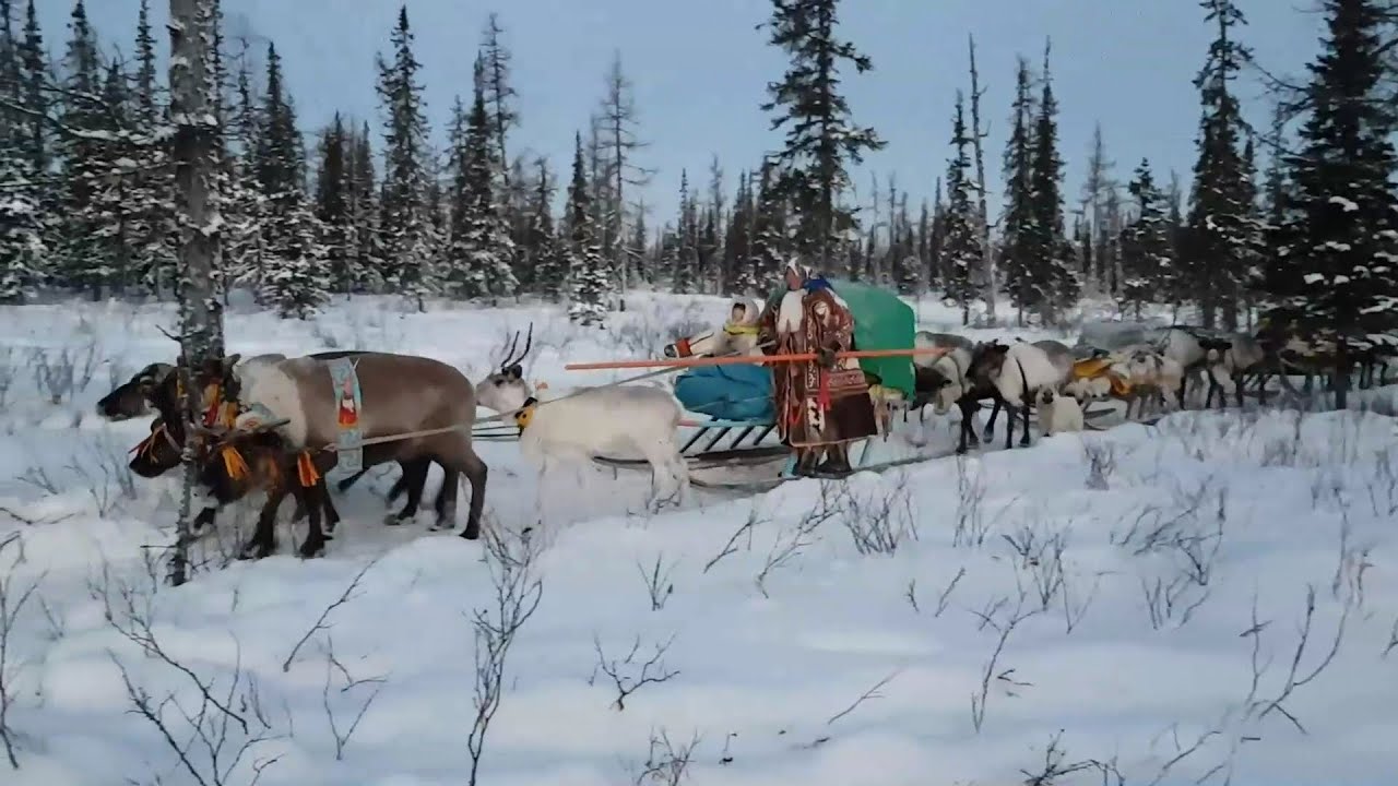 Тут сул’там: Хранители древних кочевий – оленеводы. 24.12.2020