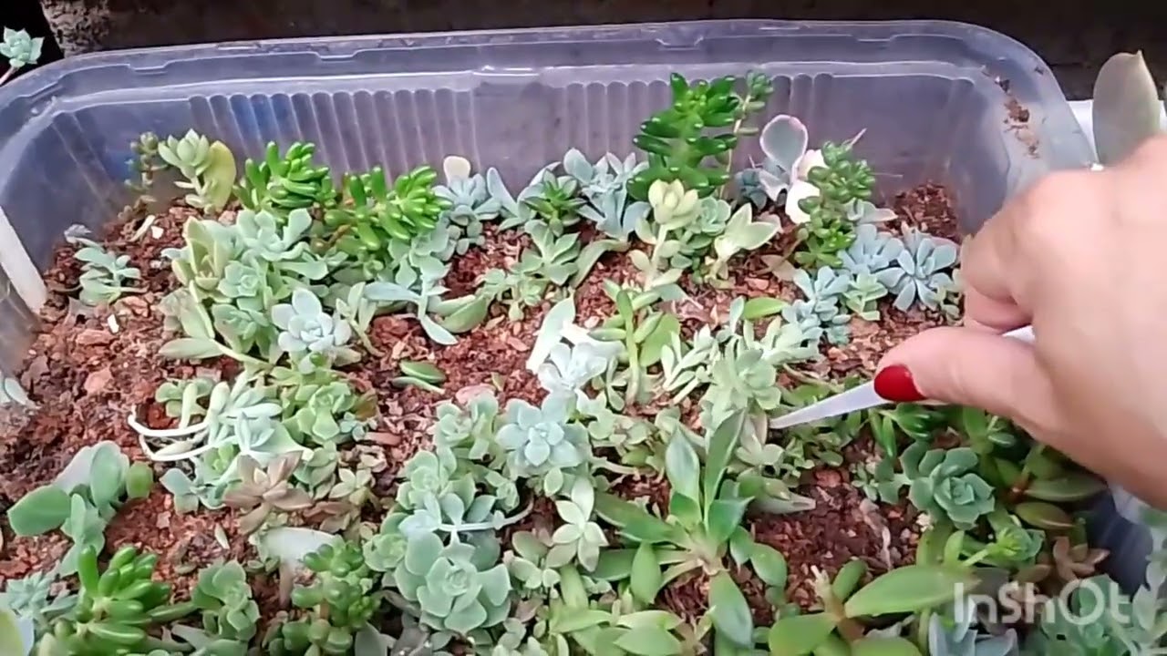 Berçário de suculentas em reforma 🥰💕#suculentas #identificaçãodesuculentas #fyp #foryou #plantas 
