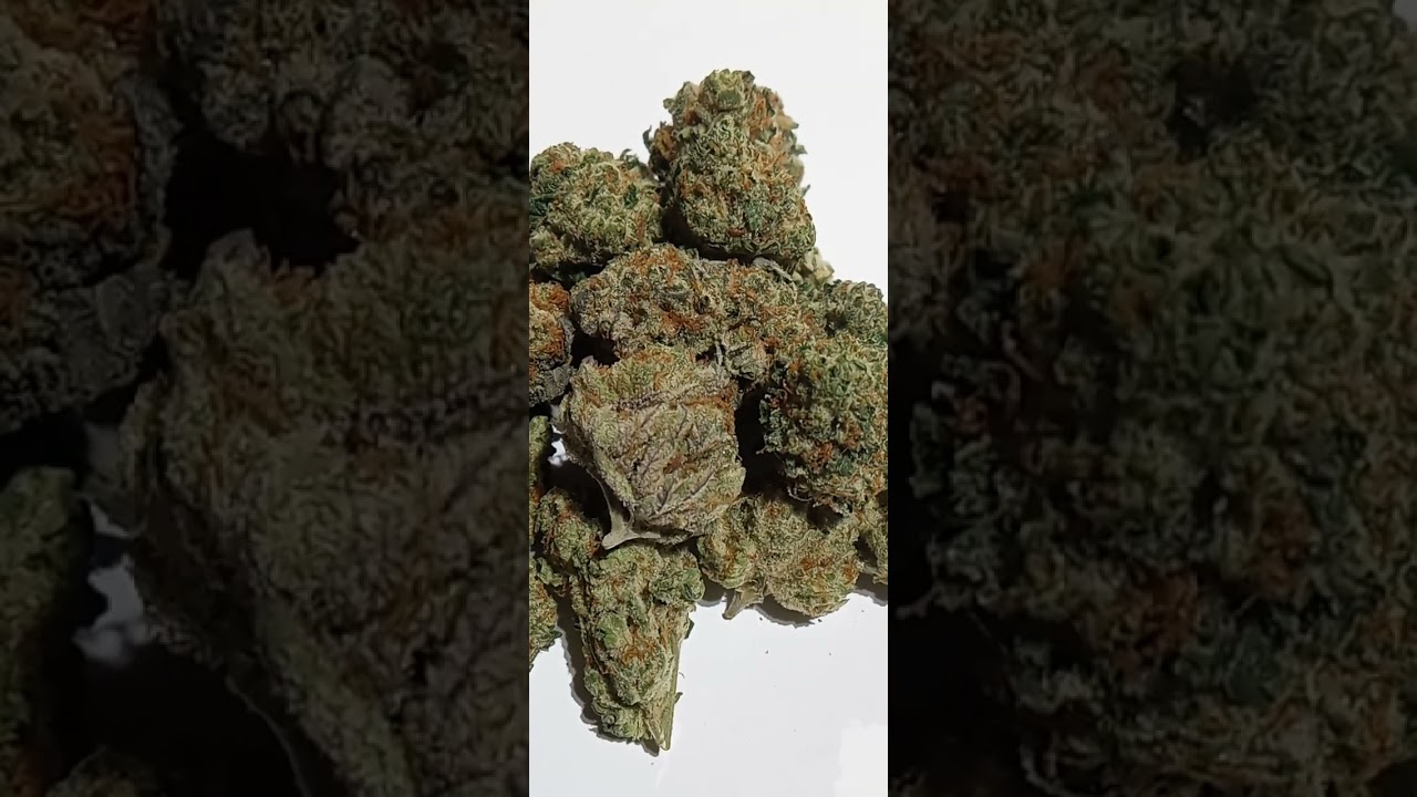 Junior Mints Cannabis strain review/W Dr. Greenbody
