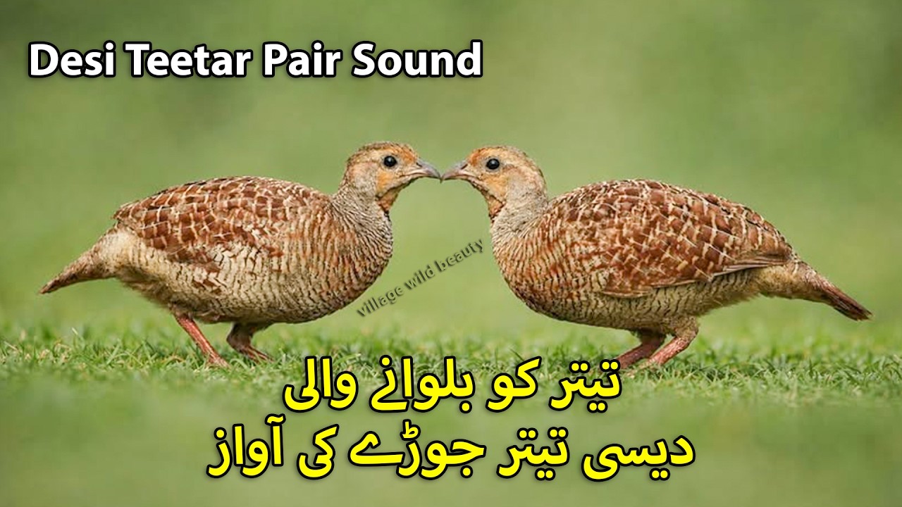 desi teetar pair sound teetar bulwaany wali awaz desi jody ki awaz female francolin voice