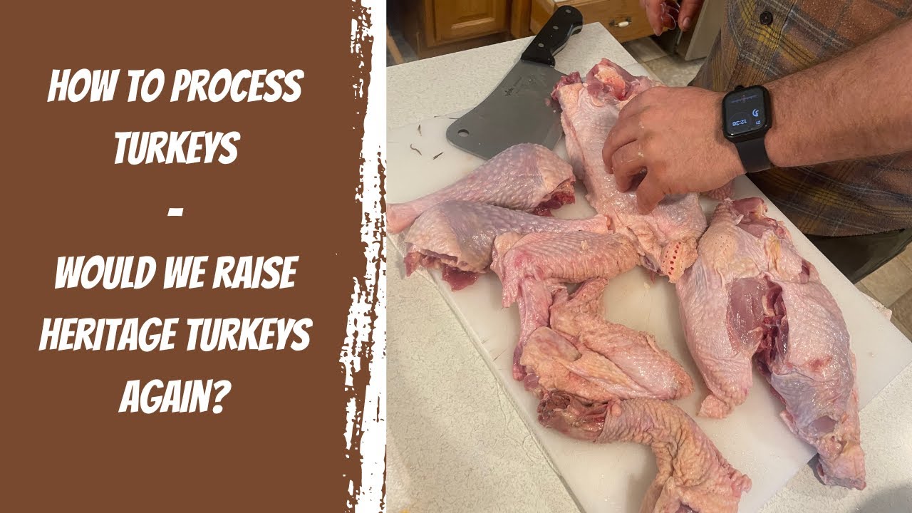 Canning Turkey - Would We Raise Heritage Turkeys Again?