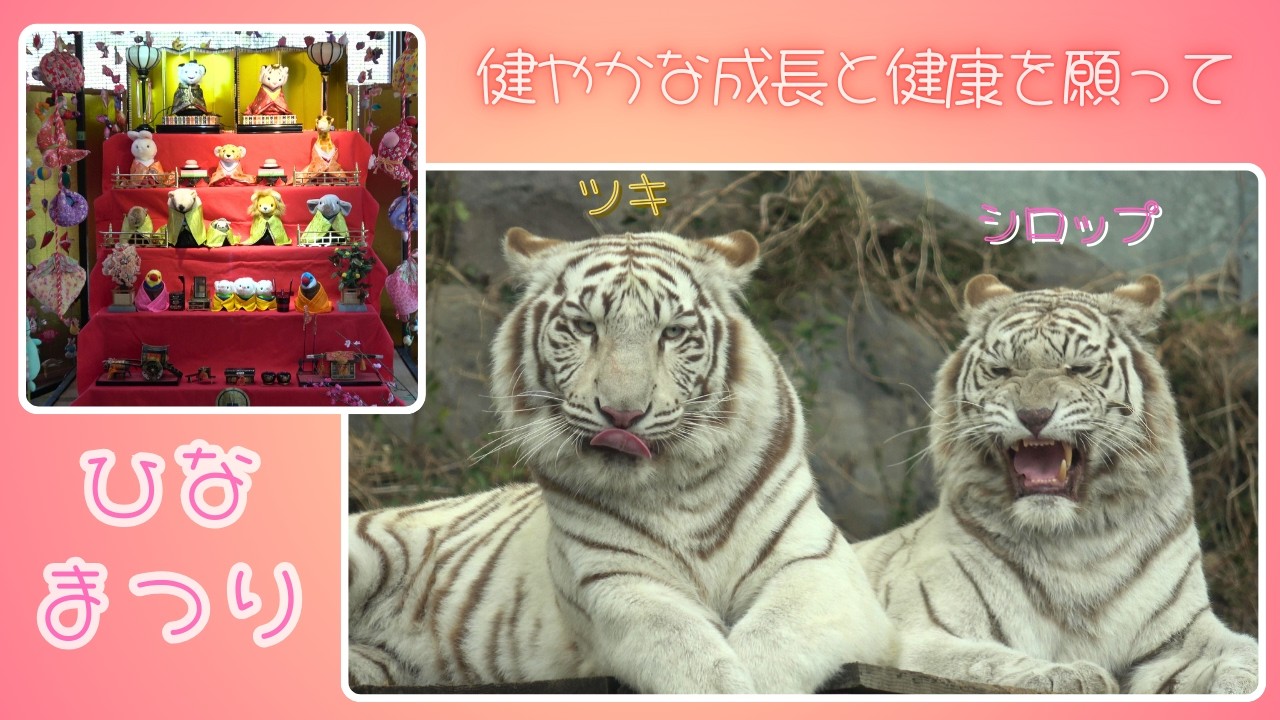 【ひなまつり　健やかな成長と健康を願って】伊豆アニマルキングダム　ホワイトタイガー「ツキ」「シグレ」「シロップ」
