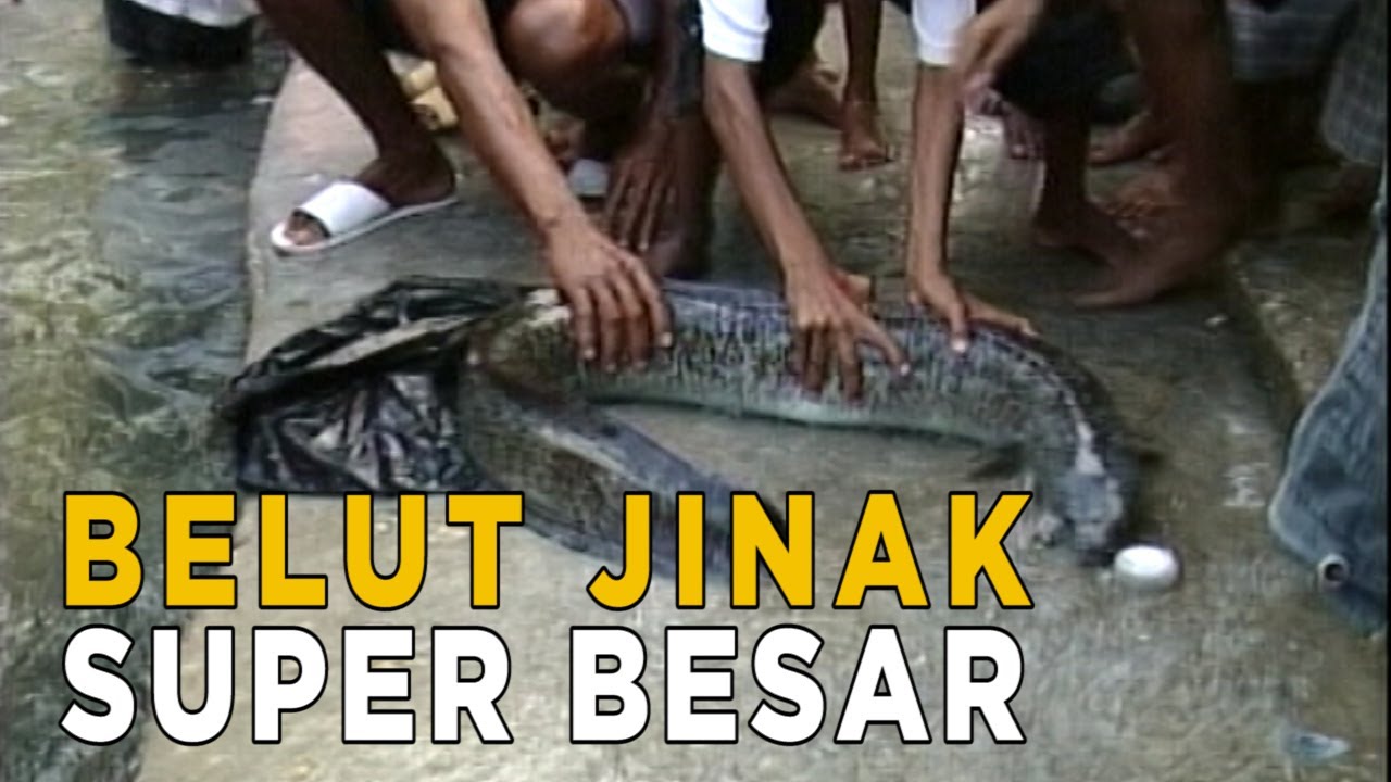 Belut raksasa peliharaan masyarakat Ambon ini ukurannya bukan main | JELAJAH