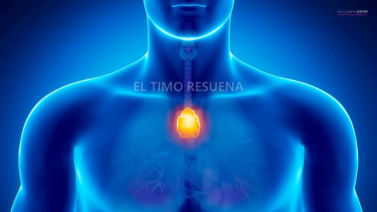 LA GL&Aacute;NDULA TIMO