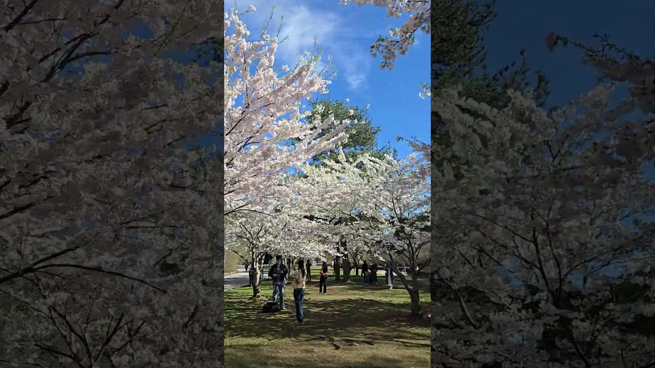 High Park Cherry 🍒 Blossoms #highpark