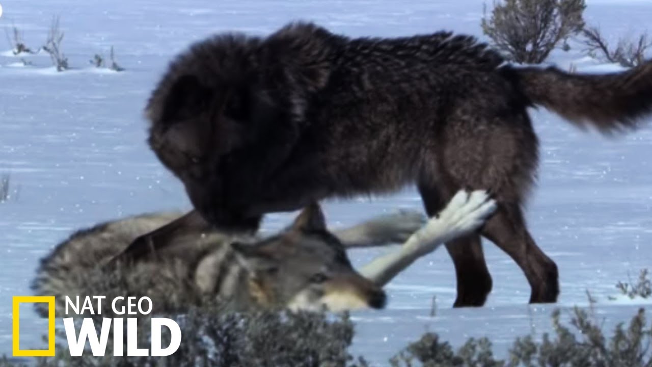 Loups contre louve