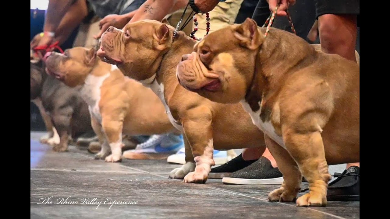 Rhino Valley Presents -Judgement Day $20K Stackoff