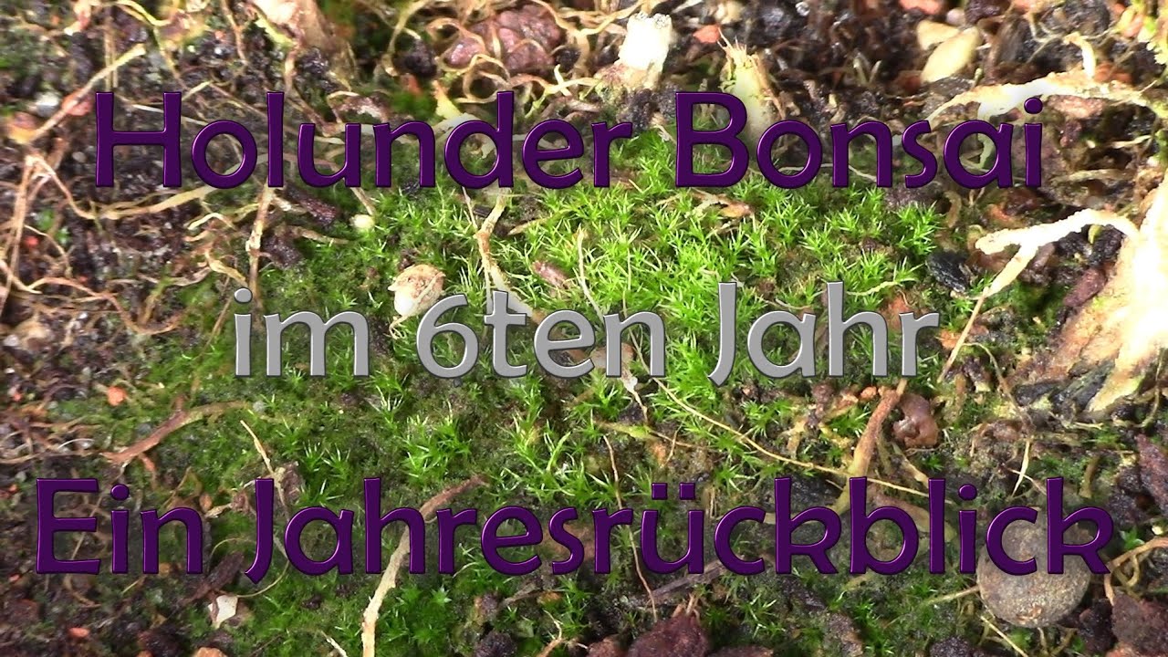 Holunder im 6ten Jahr ein Jahresrückblick #schweiz #bonsai