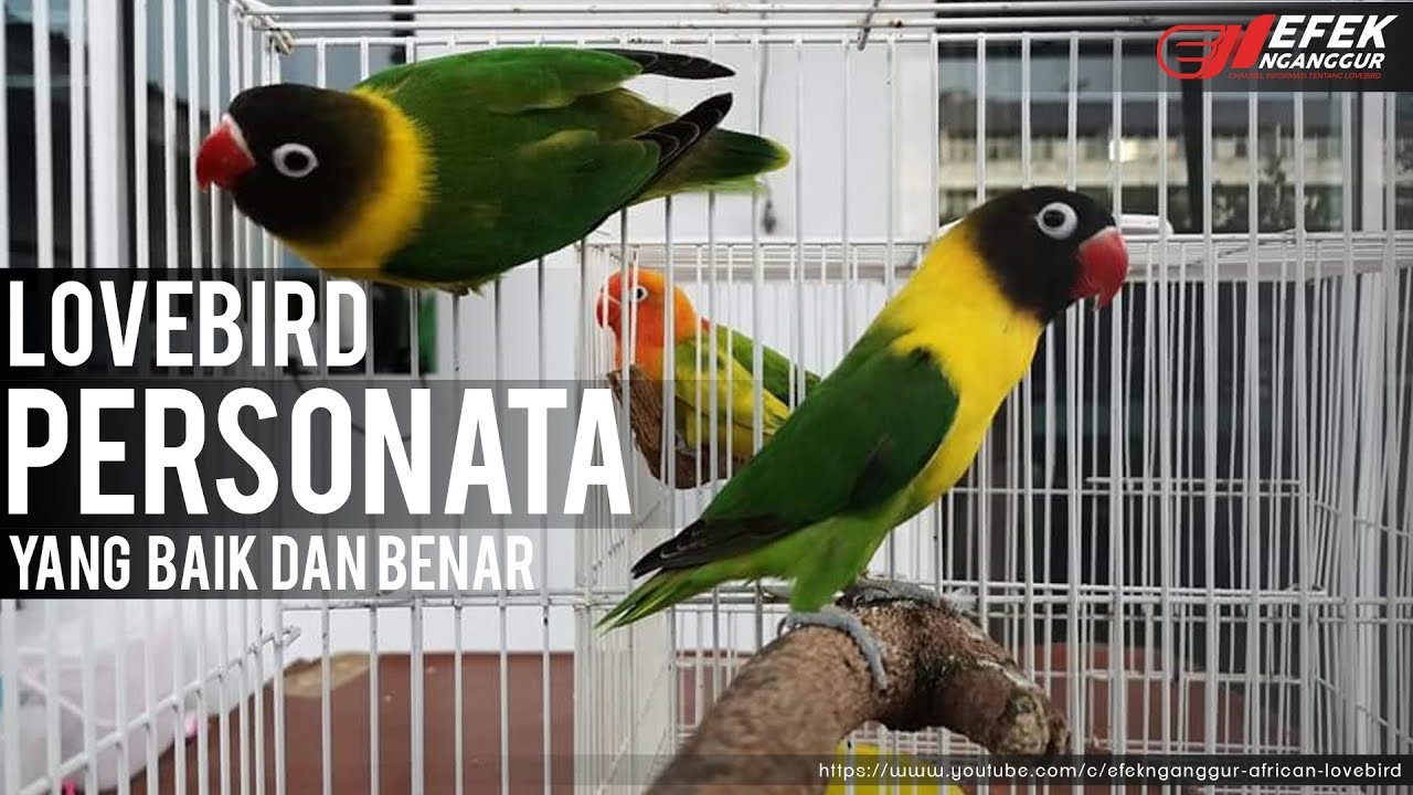 Lovebird Personata Green / Blue © Efek Nganggur