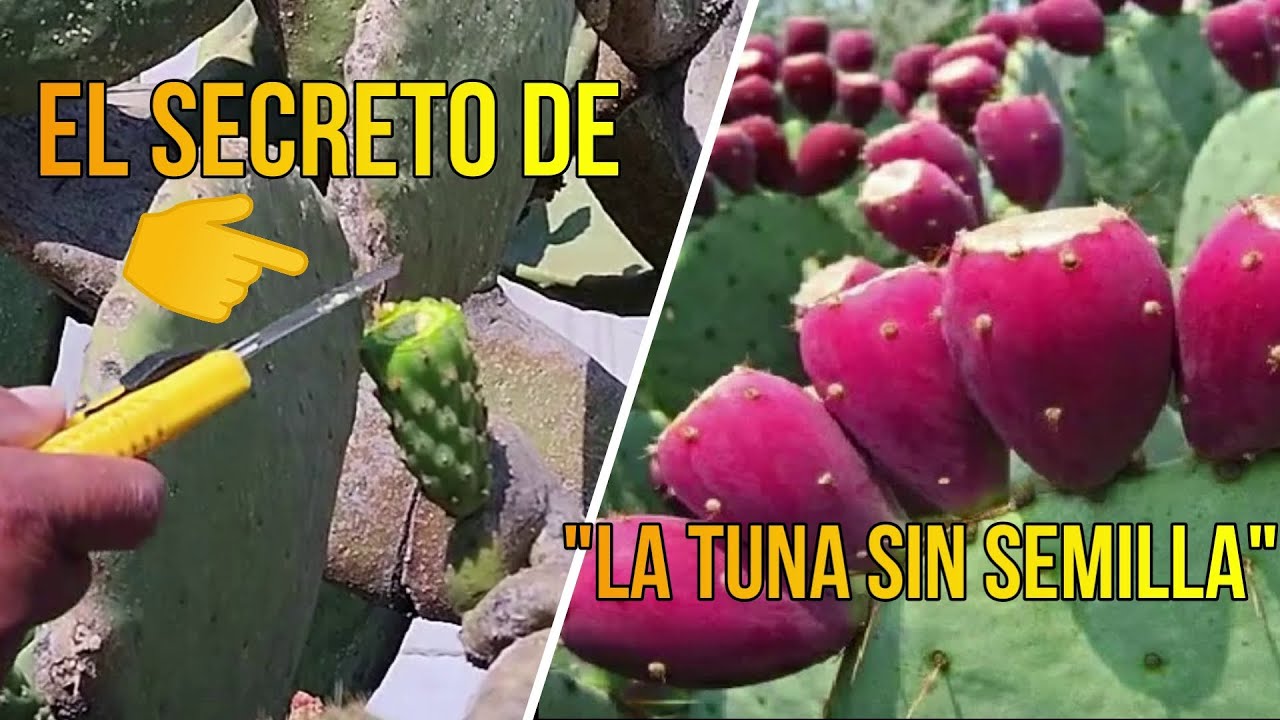 ¿Cómo Producir TUNAS SIN SEMILLAS? | La Técnica de la Tuna SIN SEMILLA