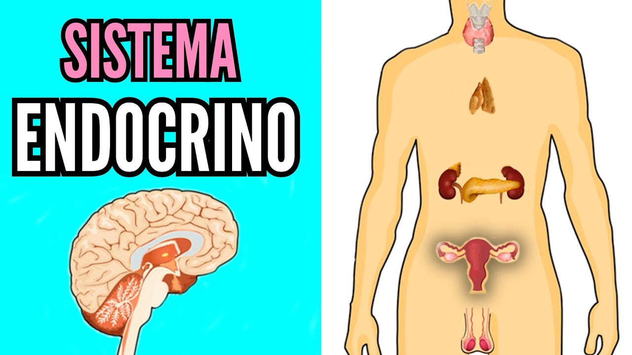 🧶 SISTEMA ENDOCRINO 💊 sus partes, glándulas, hormonas, funcionamiento, biología fácil  para niños