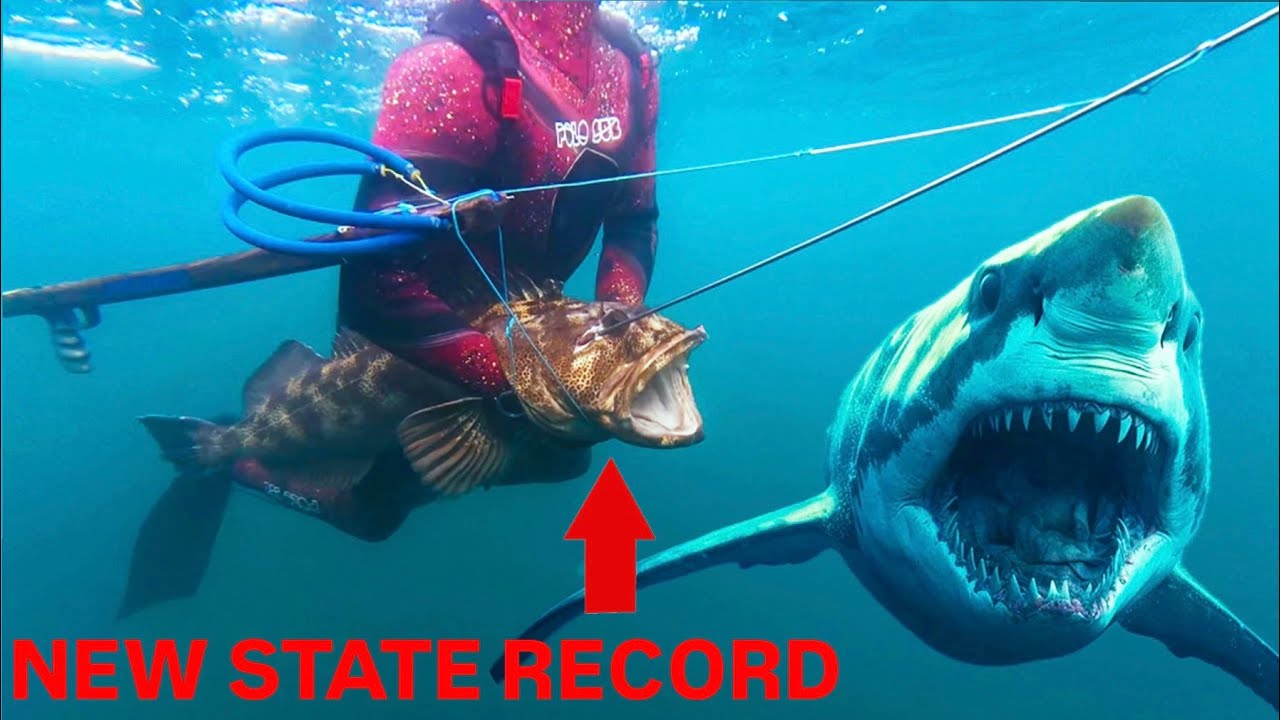 Huge Great White Shark Encounter While Spearfishing The Oregon Coast