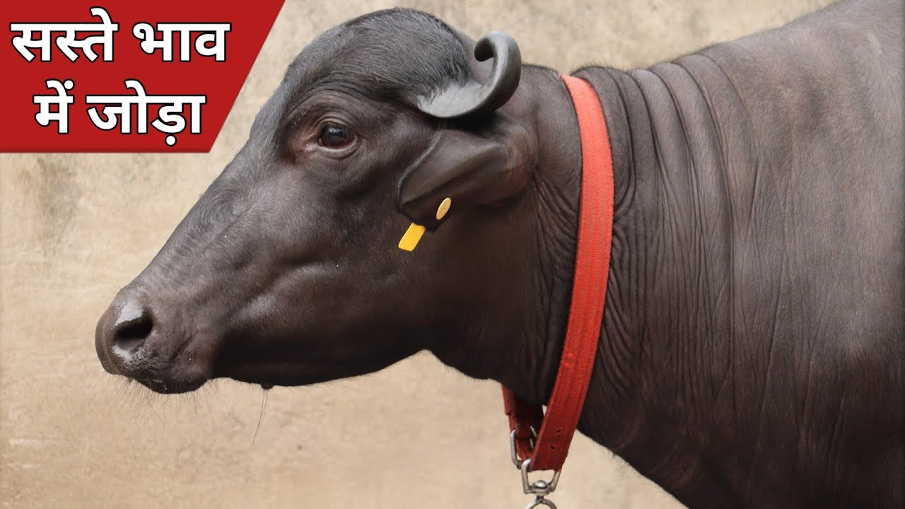 सस्ते भाव में जोड़ा, दो ग्याभिन कटड़ी, एक भैंस और कटड़ा || Sunny Malik Dairy Farm (9050314950)