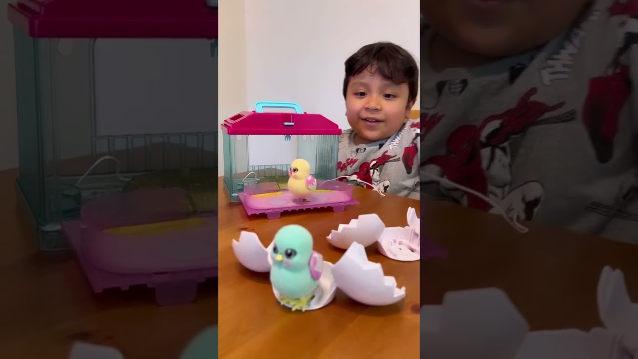 Little live pets Surprise chick 🥚🐣🐥✨ my new toy 🤩
