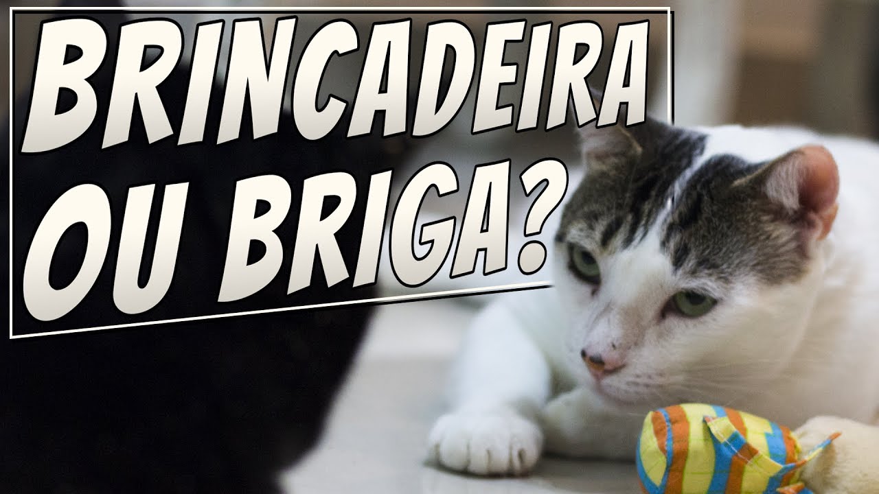 É BRIGA ou é BRINCADEIRA? | Comportamento Felino