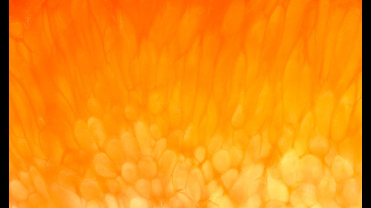 Typhoon HRS, revolutionary optical sorting machine for Orange Cell | Raytec Vision